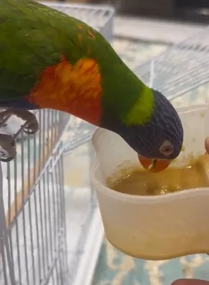 Birds1