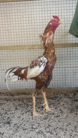 ديك باكستاني سندي