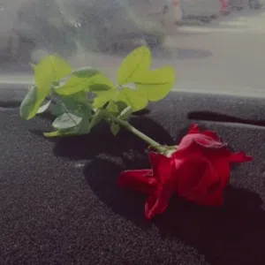 صاحبة القلب الأبيض صاحبة القلب الأبيض