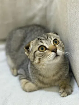 Scottish fold kitten yara