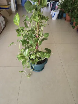 Healthy Large Golden Money Plant with Climbing Pole – Indoor Air Purifying Plant
