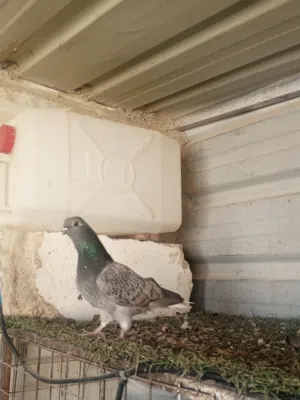 طيره نوريه امبرمله