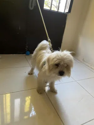 كلب ذكر شيتزو العمر 9 شهور