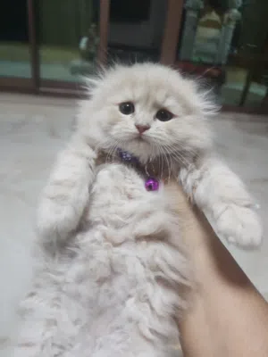 Cats and kittens