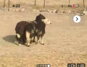 يوجد لدي جدي حولي 150وجوجد كرش عمره 5شهور 65 فول سمنه  وشي حمله وشي عمرها سنه  يوجد كبشان من 5الى9شه