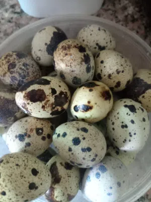 بيض السمان (الفري)