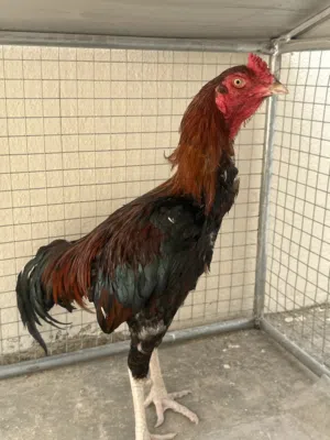 ديك سندي اصيل للبيع مستعجل (اقراء الوصف)