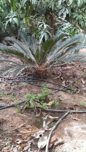 فسائل نخيل برحى فرنساوى ونخل سيكاس