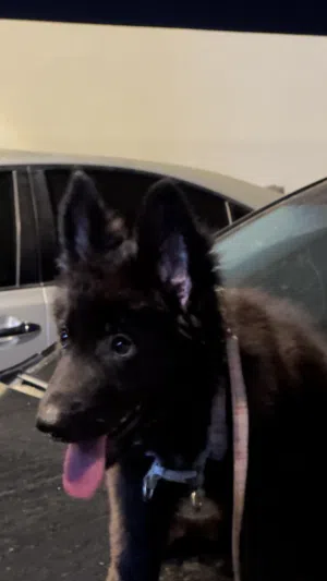 For Sale: Special Black German Shepherd Puppy