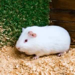 مطلوب همتارو جيني بيج وليس بيع