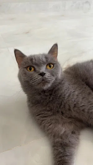 قطط سكوتش   30 Scottish cats OMR