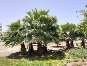 نخيل واشنطونيا نخيل الزينة لتجميل الحدائق العامة والمنازل
