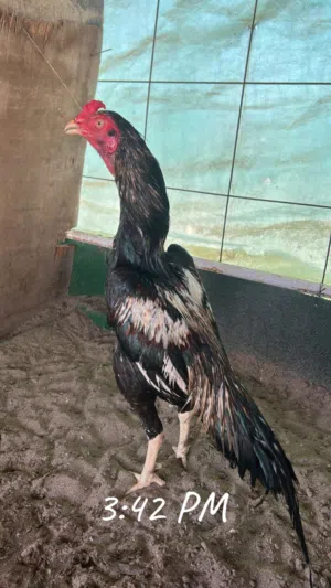 ديك للبيع او للبدل