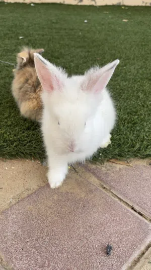 Rabbit baby