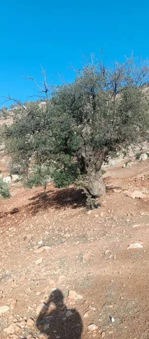 Farm Land for Sale in Jerash Borma