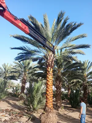 ‏أشجار - نباتات‏0