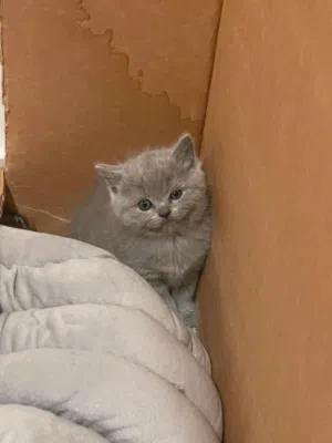 Adorable Scottish Straight- 45 days Female kitten - Loving Homes wanted