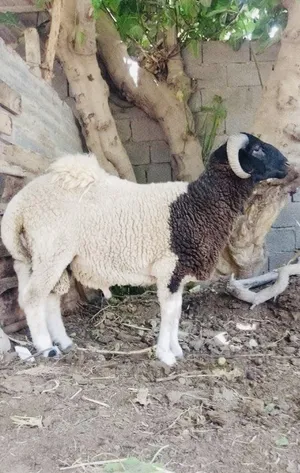 Sheep0