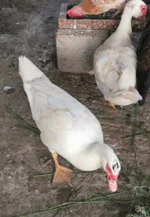 بط مصري جاهز ويبيض سعر الحبه 3 ريال