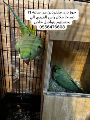 جوز دره مفقود الي يحصله يجي خاص
