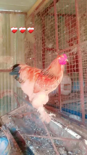 دجاج براهما