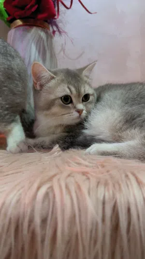 للبيع نثيه