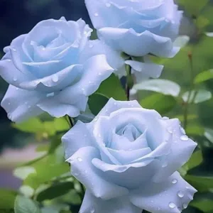 محمد عبدالله محمد نجوم 