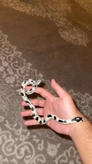 California Kingsnake