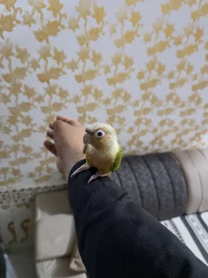 زوج كنيور انناس النثيه اليفه طينه والفحل راكد