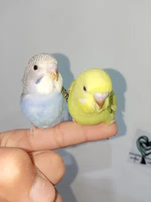 عائلة بادجي كاملة وبصحة ممتازة للبيع او للبدل مع القفاص ومع اغراضه