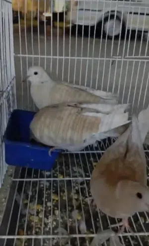 متاح اجواز يمام قمري