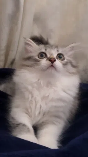 قط شيرازي بيور