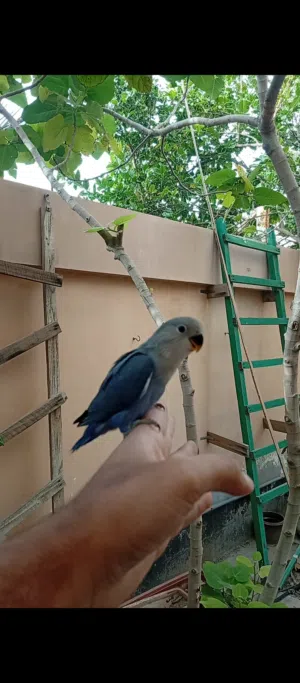 للبيع لاف بيرد هدد داخلي و خارجي