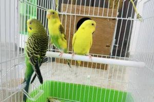 عصافير حب مع قفصهم للبيع
