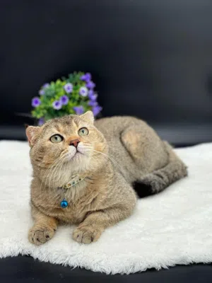 سكوتش فولد للتزاوج