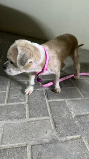 For adoption