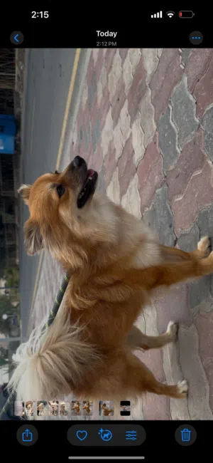 Cute mix Pomeranian dog female