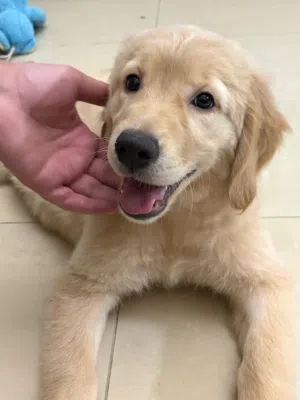 Beautiful Female Cream Golden Retriever