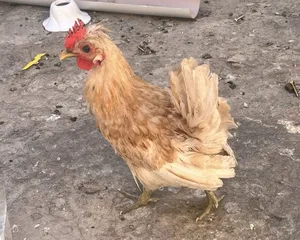 دجاج حباحب كويتي للبيع