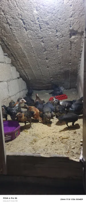 فراخ عمر شهر للبيع