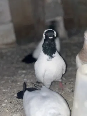 حمام ارباش للبيع