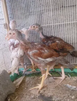 دجاج باكستاني ما شاء الله موجود في العين