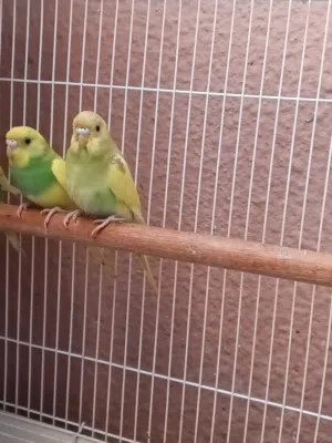 عصافير بادجي