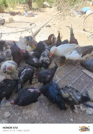 جاج. بلدي مع باكستاني. كل شغال في. طقم براهمي وجوز. زو