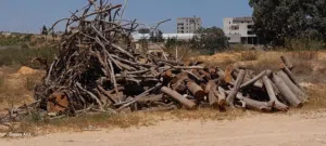 حطب بورديم