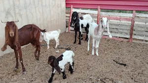 Goats0