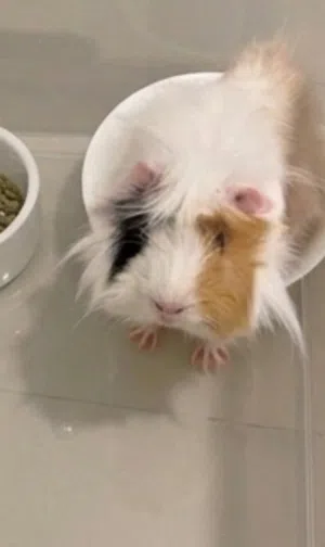 Guinea pig خنزير غيني