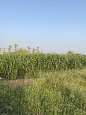 حشيش حريه جلب