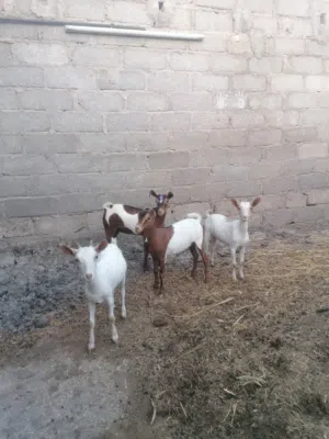 4 صخلات صلالي العمر 6اشهر صحه ممتازه