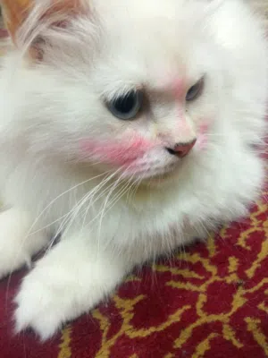 شيرازي لون ابيض